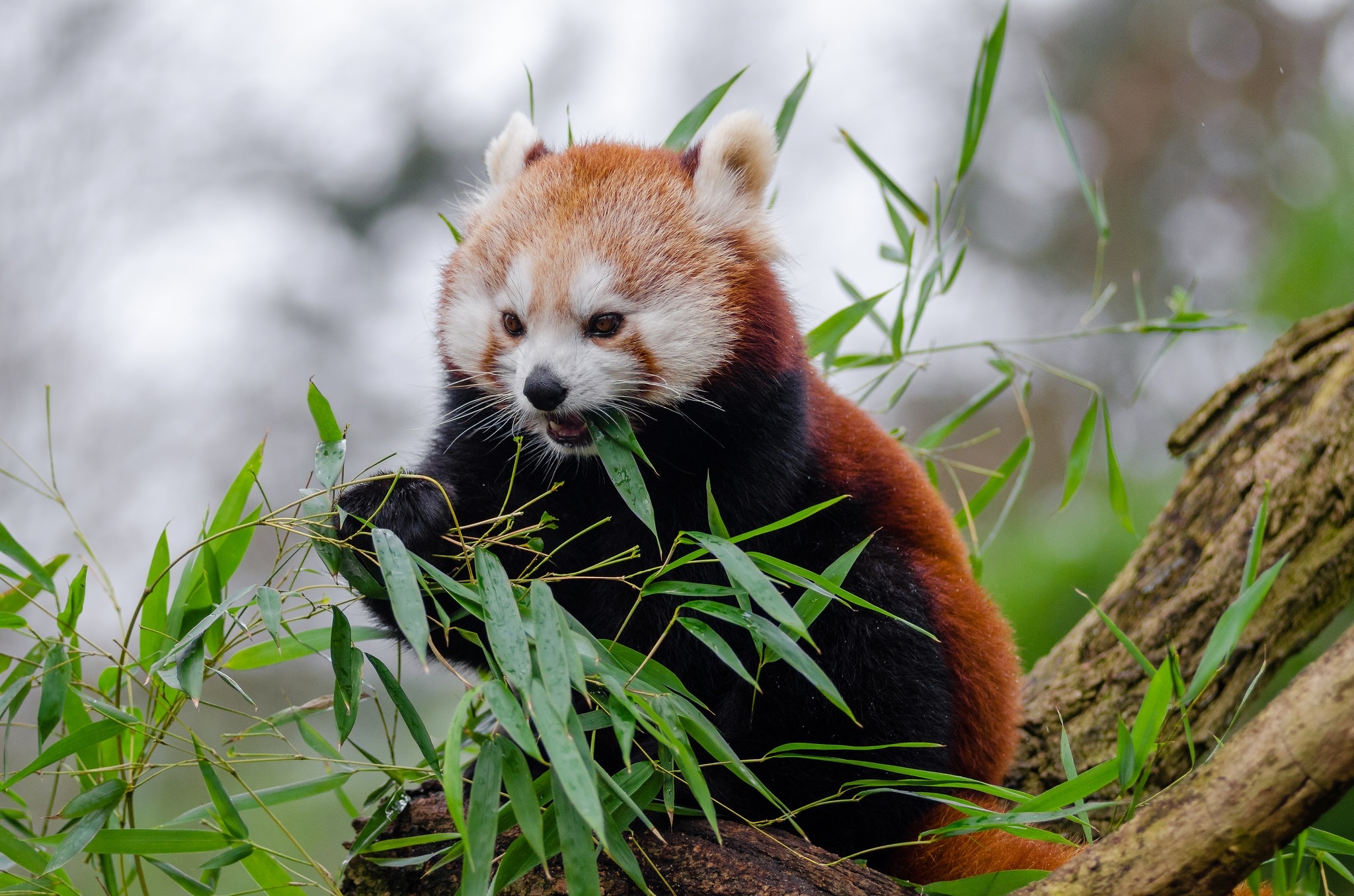 red panda eating bamboo on top of tree