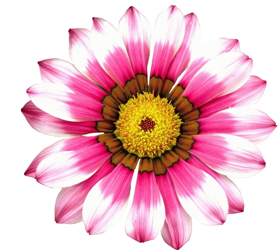 pink, white and yellow daisy preview
