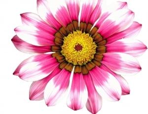 pink, white and yellow daisy thumbnail