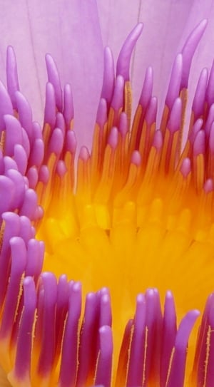 Bloom, Purple, Water Lily, Blossom, full frame, pink color thumbnail