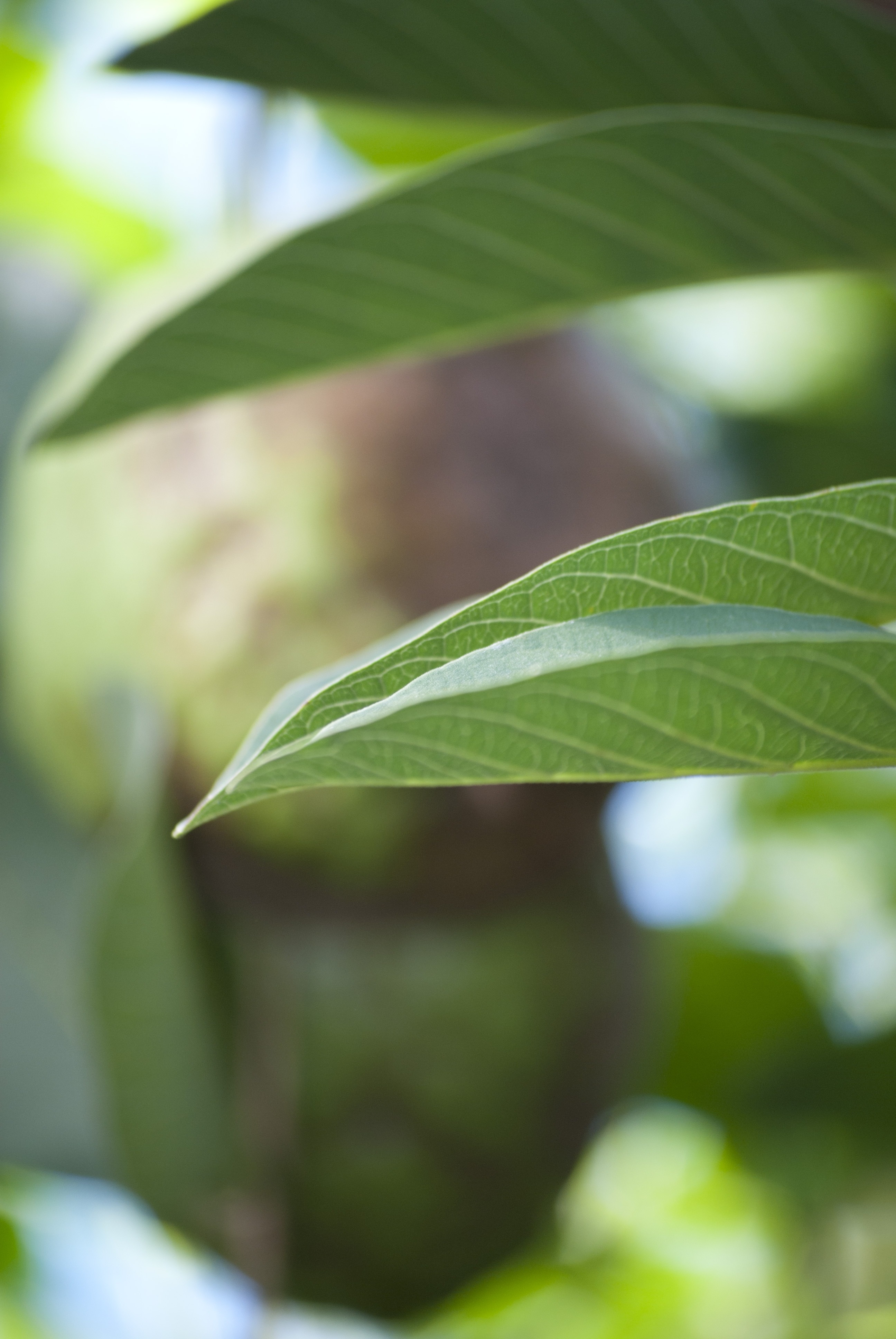 1080x1920 wallpaper | micro focus green leaf plant photograph during ...