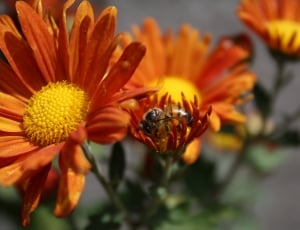 orange and yellow sunflower with bee thumbnail