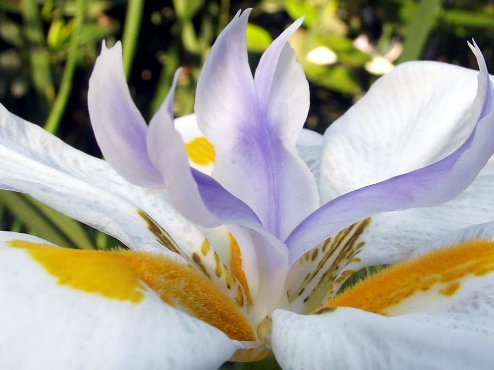 Flower, Fairy Iris, Flowers, Garden, flower, nature preview