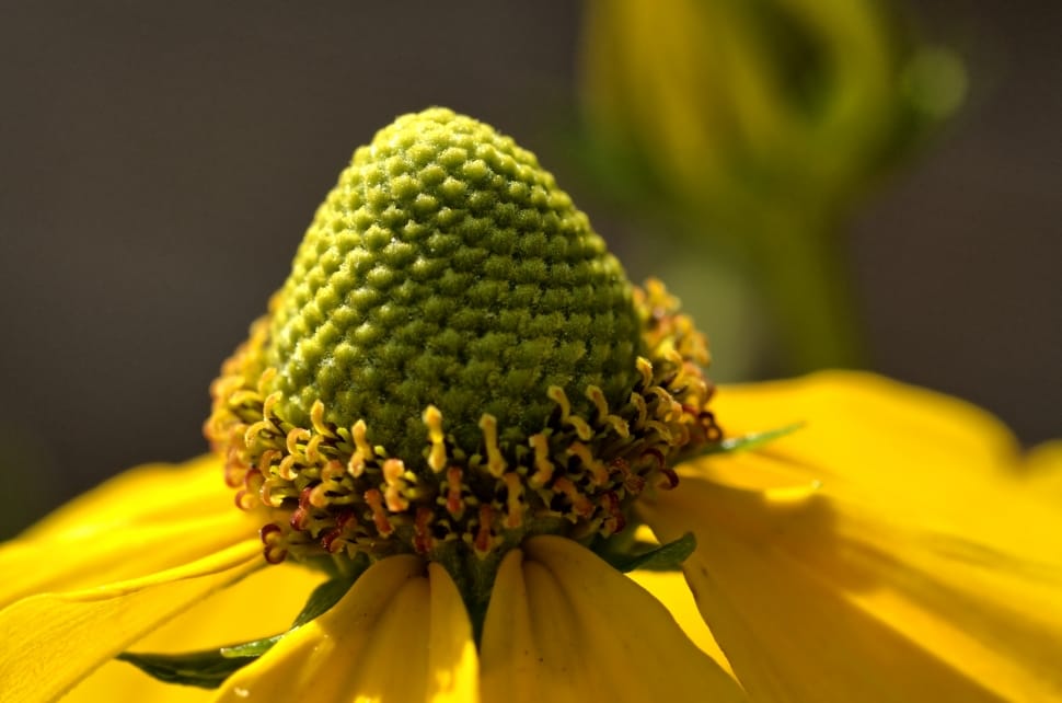 green and yellow flower preview