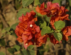 red bougainvillea plant thumbnail