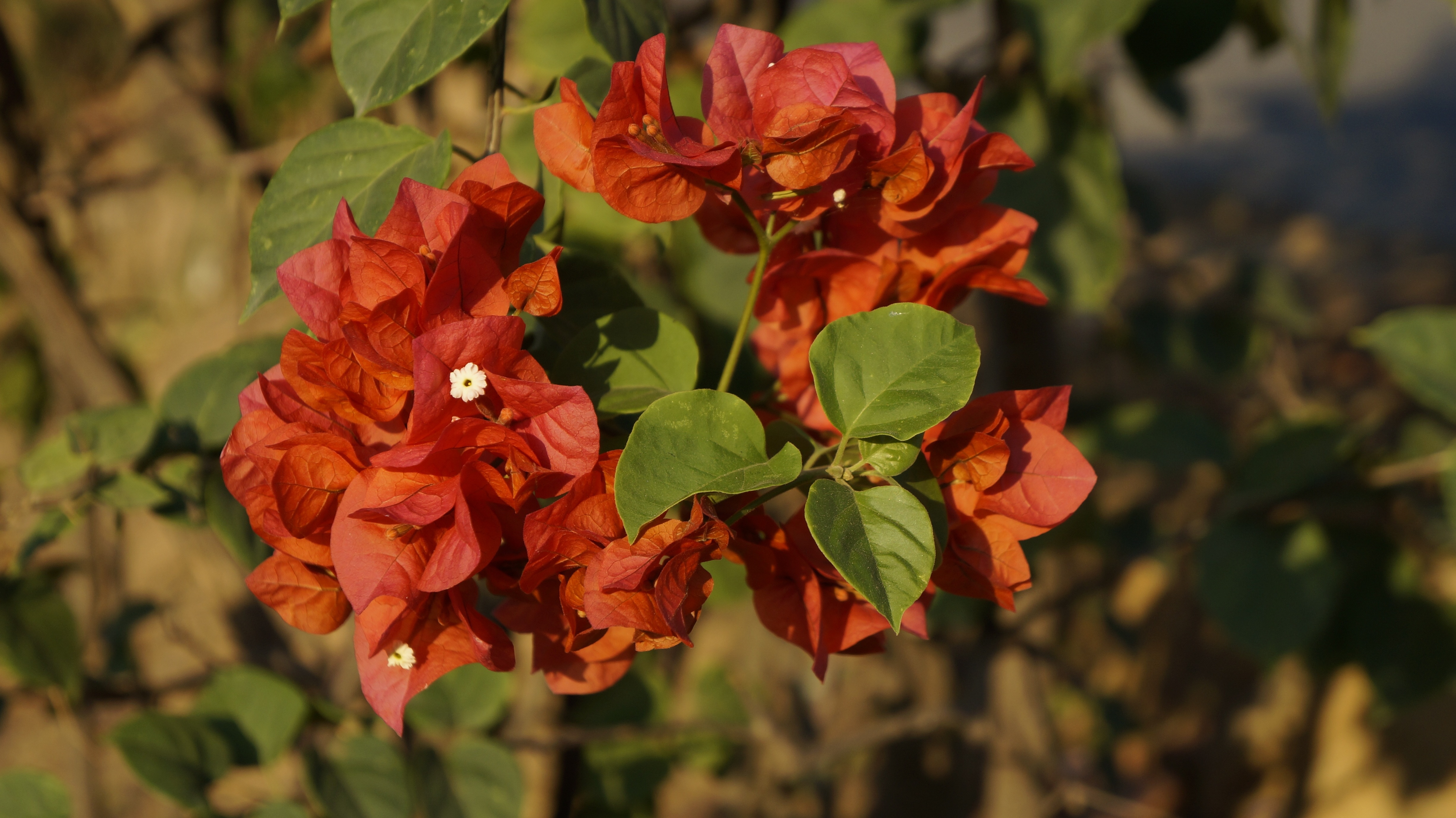 red bougainvillea plant