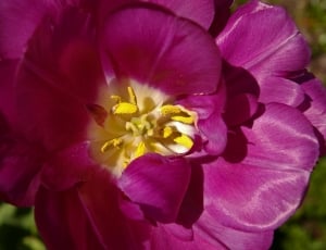 pink multipetal flower and yellow stigma thumbnail