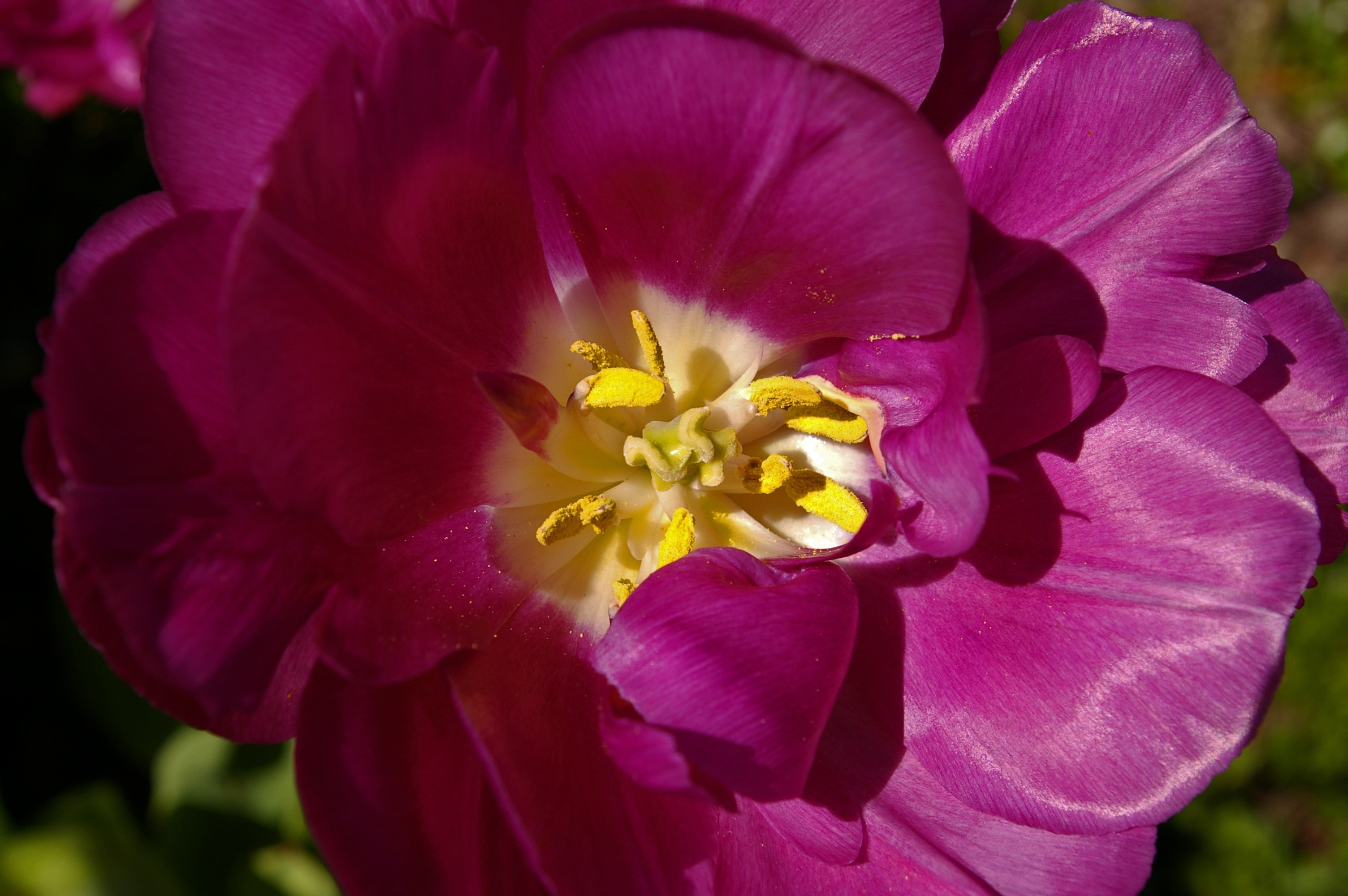 pink multipetal flower and yellow stigma