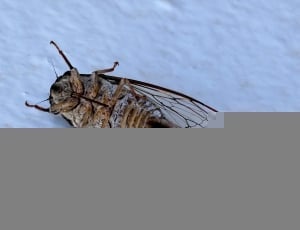 brown cicada thumbnail