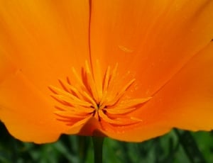 orange petaled flower thumbnail