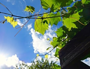 green maple leaf under white clouds during daytime thumbnail