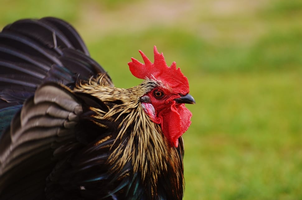 Wildpark Poing, Hahn, Bill, Pride, chicken - bird, rooster preview