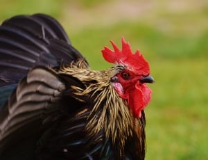 Wildpark Poing, Hahn, Bill, Pride, chicken - bird, rooster thumbnail