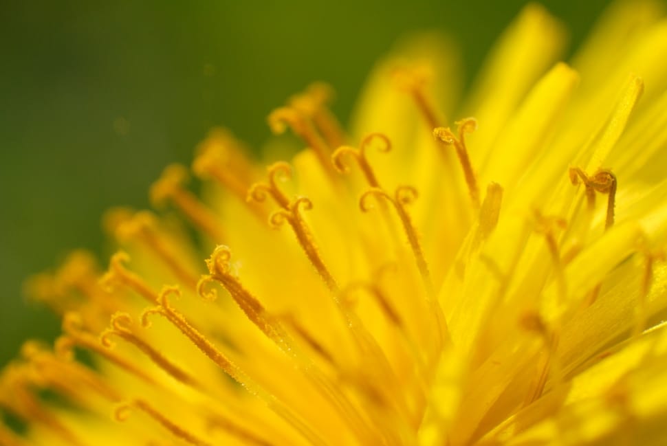 yellow chrysanthemum preview
