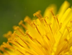yellow chrysanthemum thumbnail