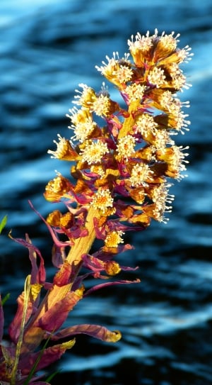 yellow and white flowering plant near the body of water thumbnail