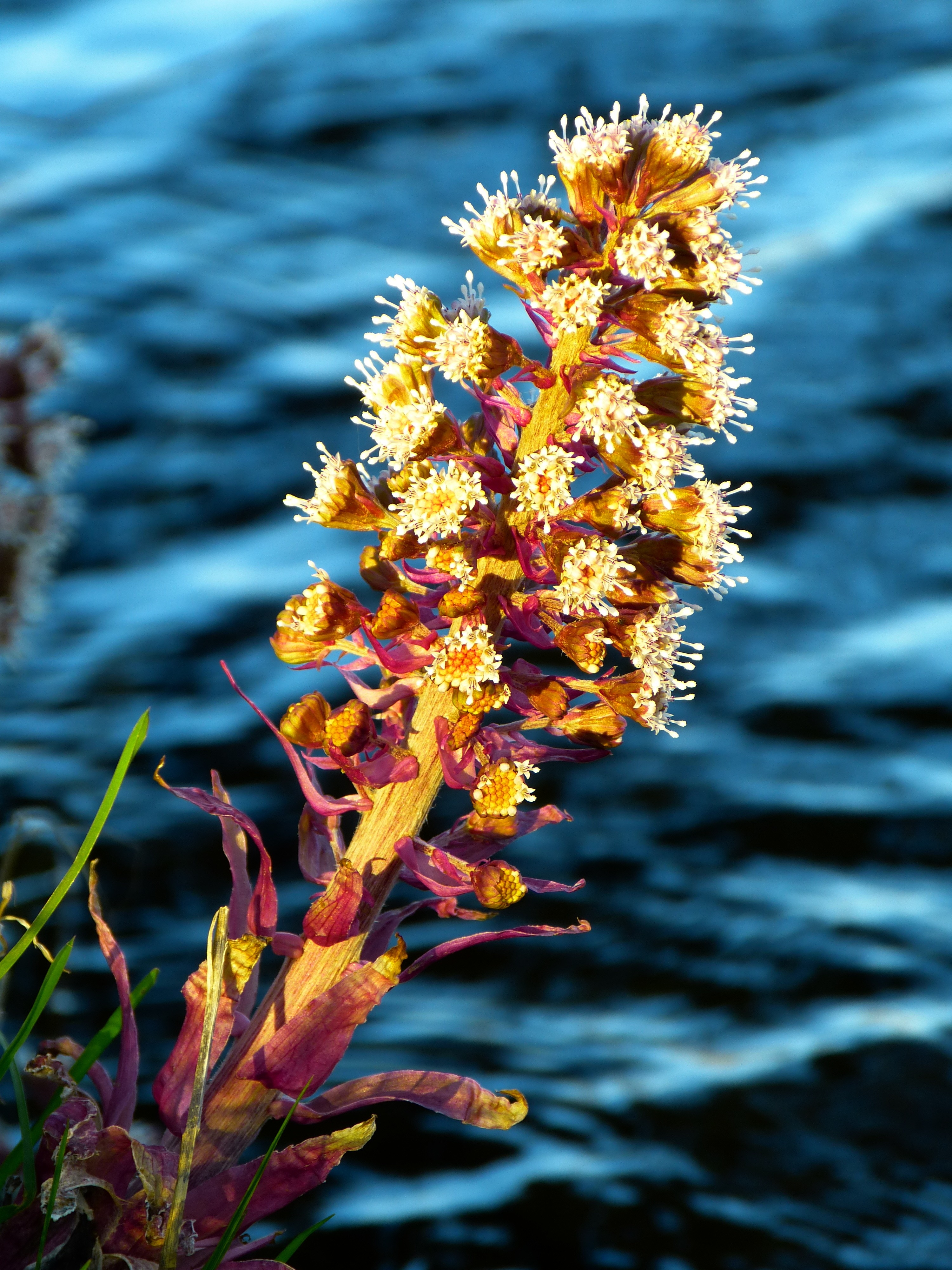 yellow and white flowering plant near the body of water