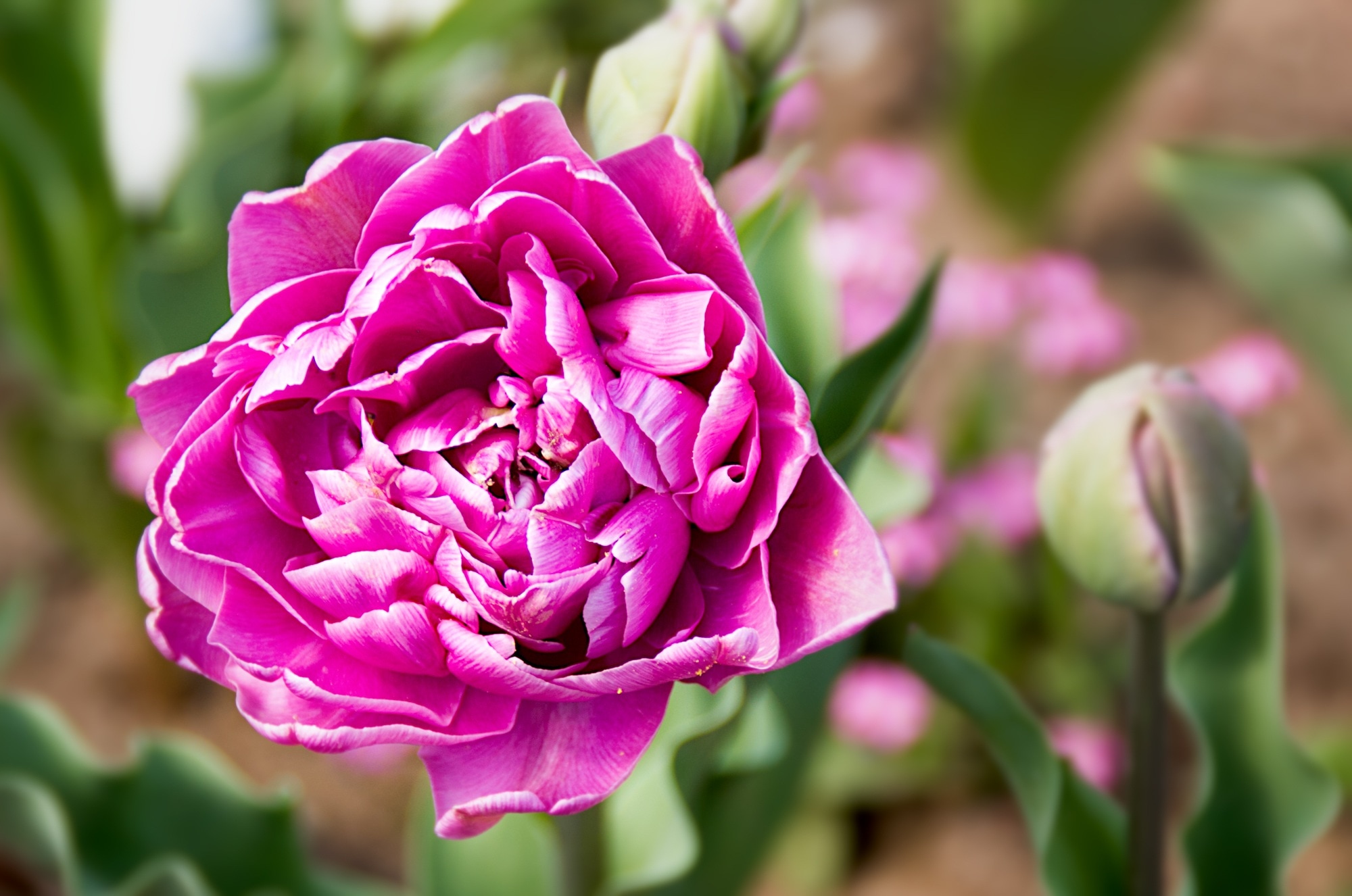 pink petaled flower