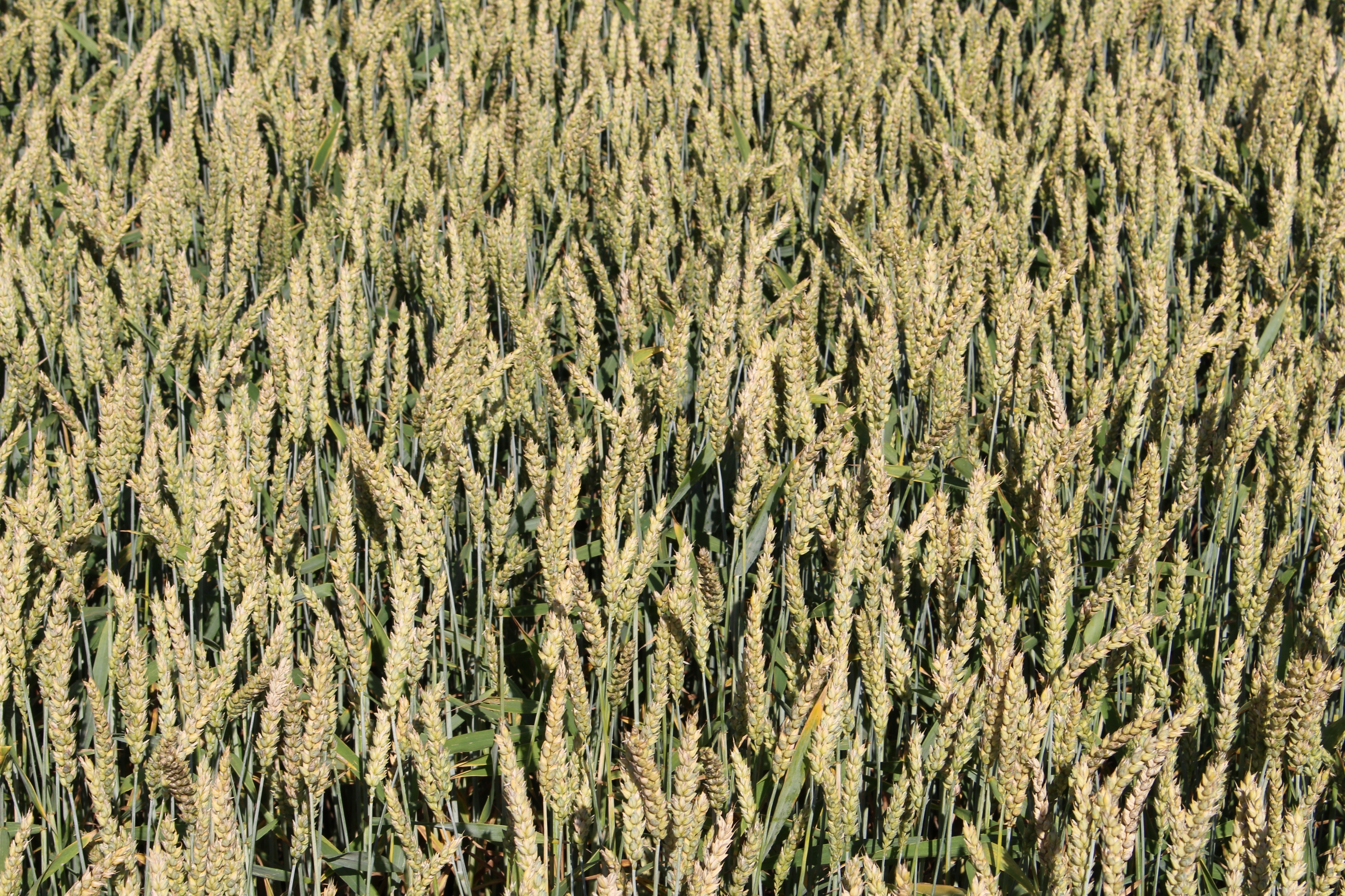 corn farm
