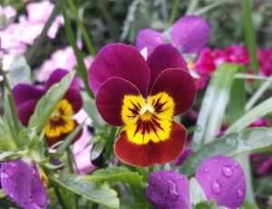 red,yellow, and pink Pansies thumbnail
