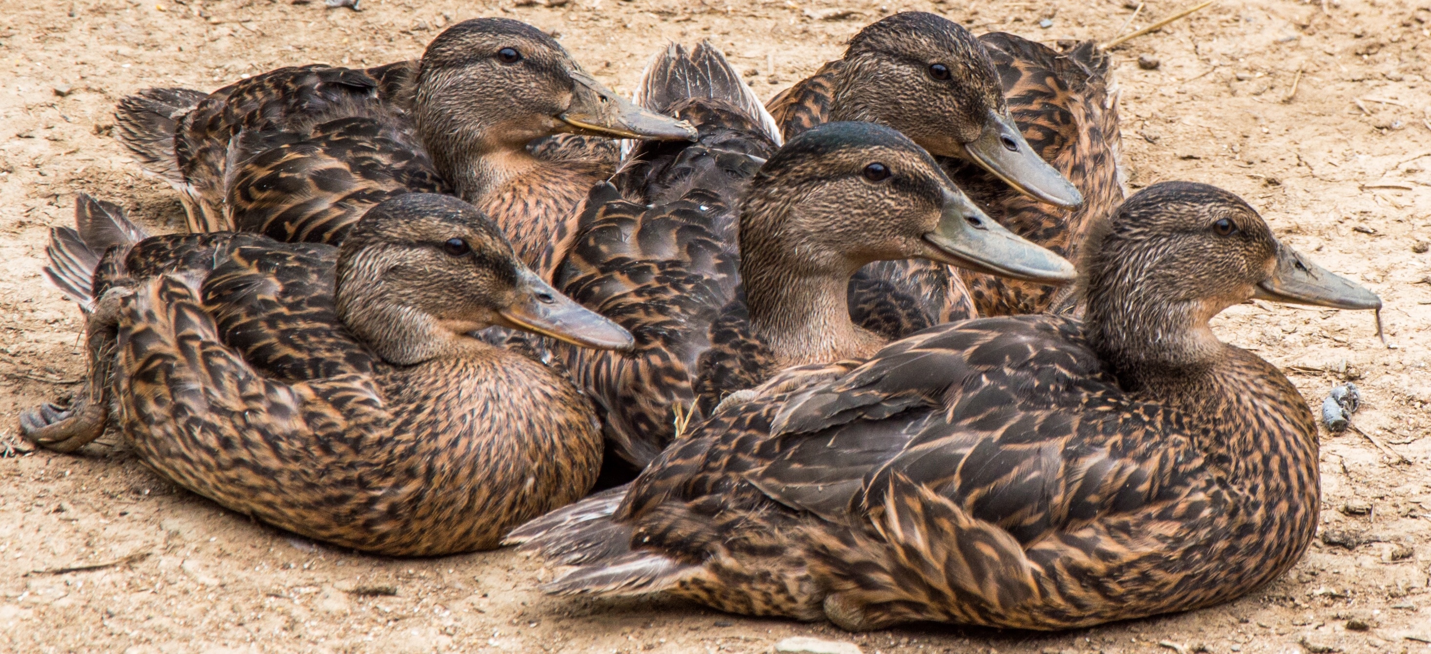 flock of black and brown ducks