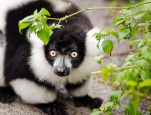 Black and white Ruffed Lemur thumbnail