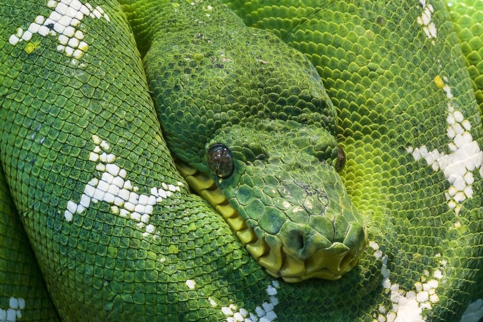 green and white snake preview