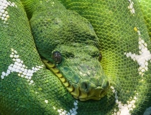 green and white snake thumbnail