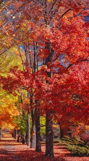 red and yellow trees thumbnail