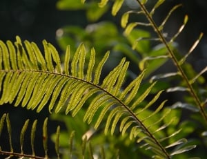 green leafed fern plant thumbnail