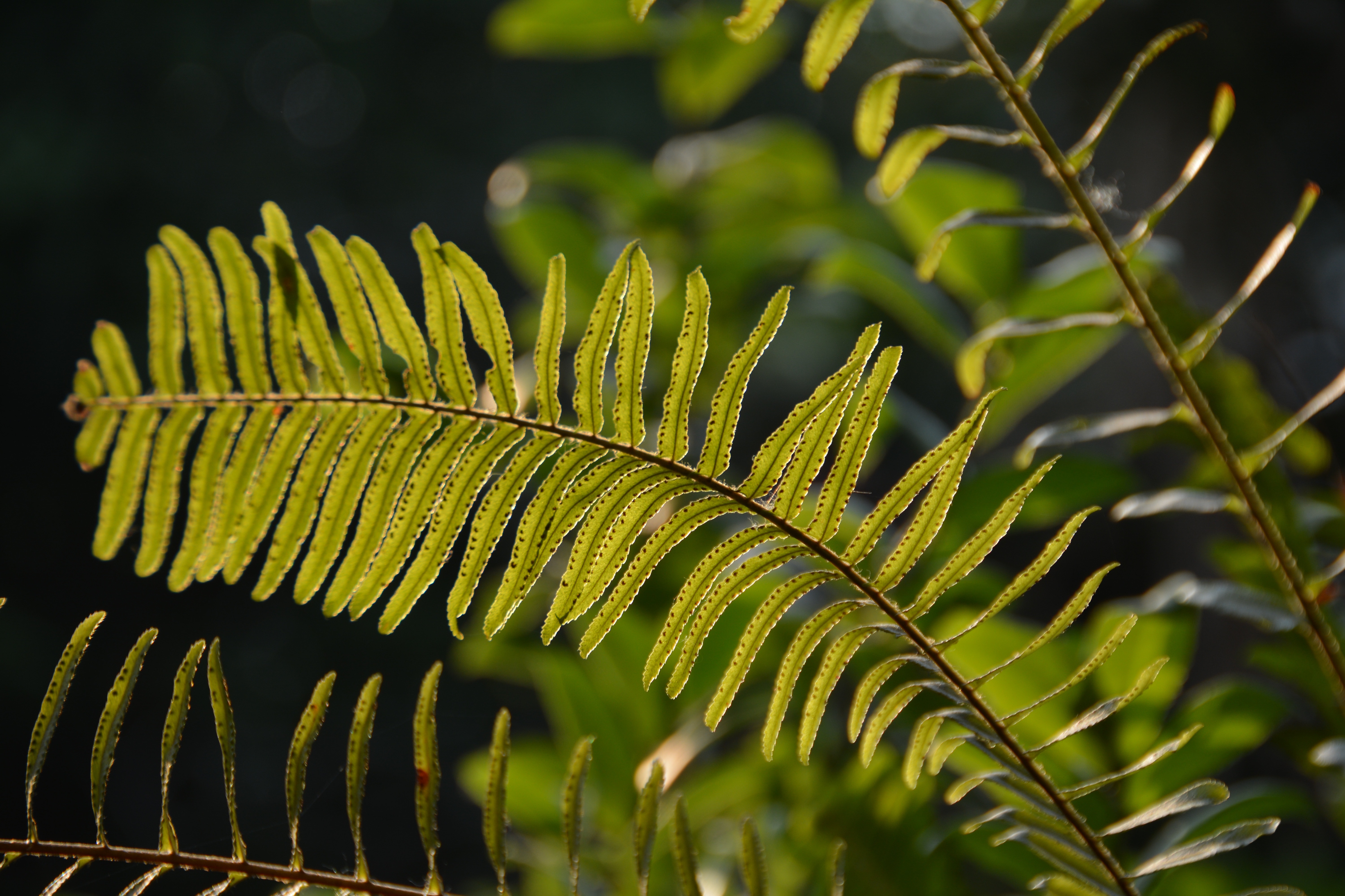 green leafed fern plant