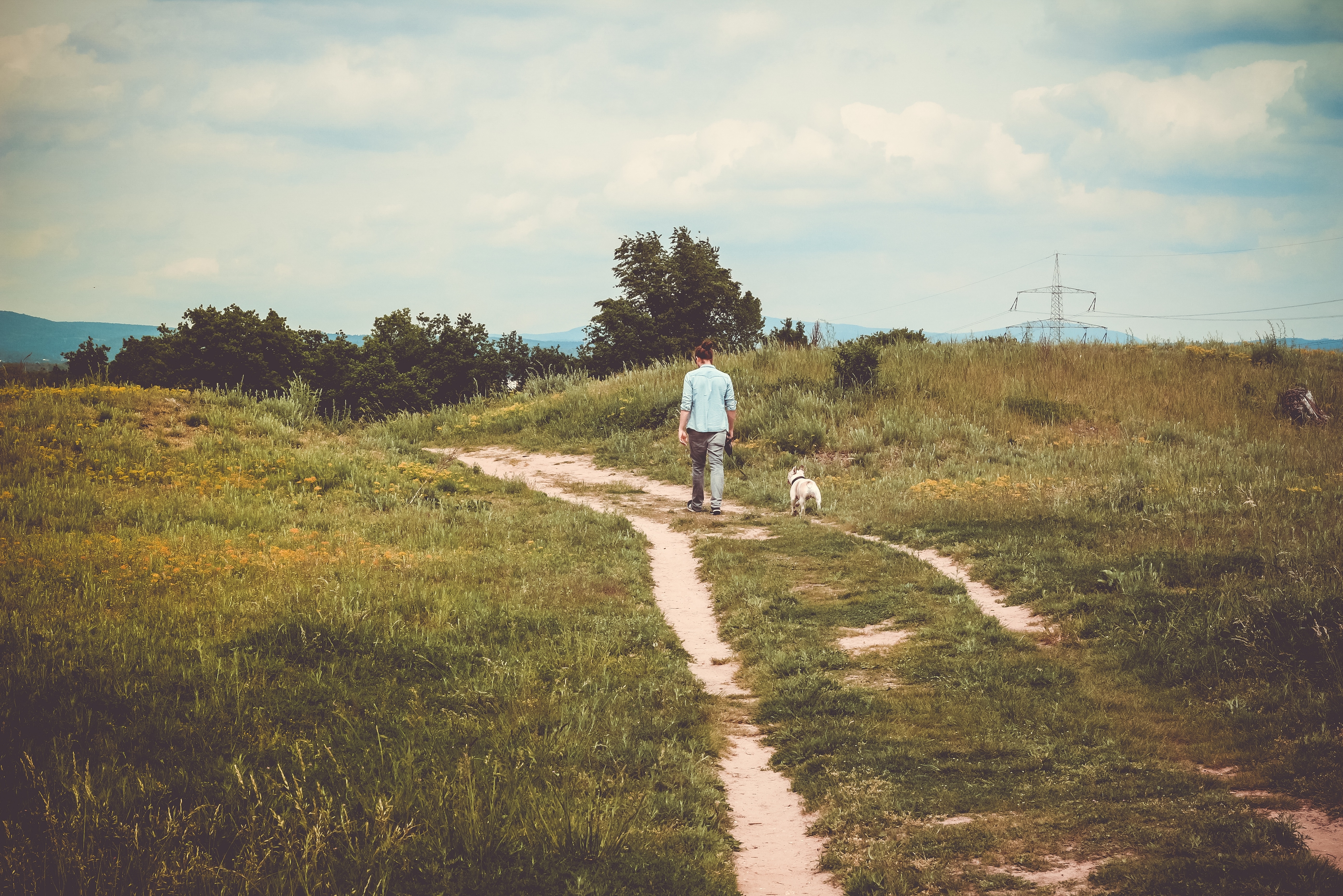 man in blue shirt walking in dirt road with white dog