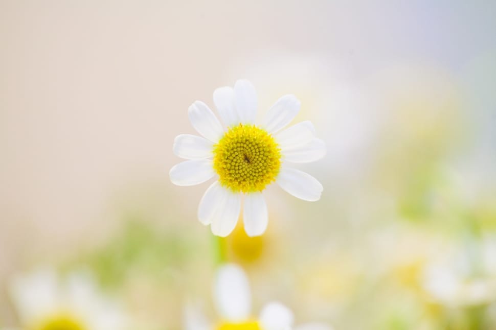 white daisy flower on focus photography preview