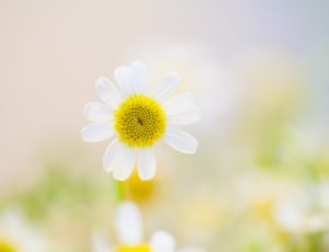 white daisy flower on focus photography thumbnail