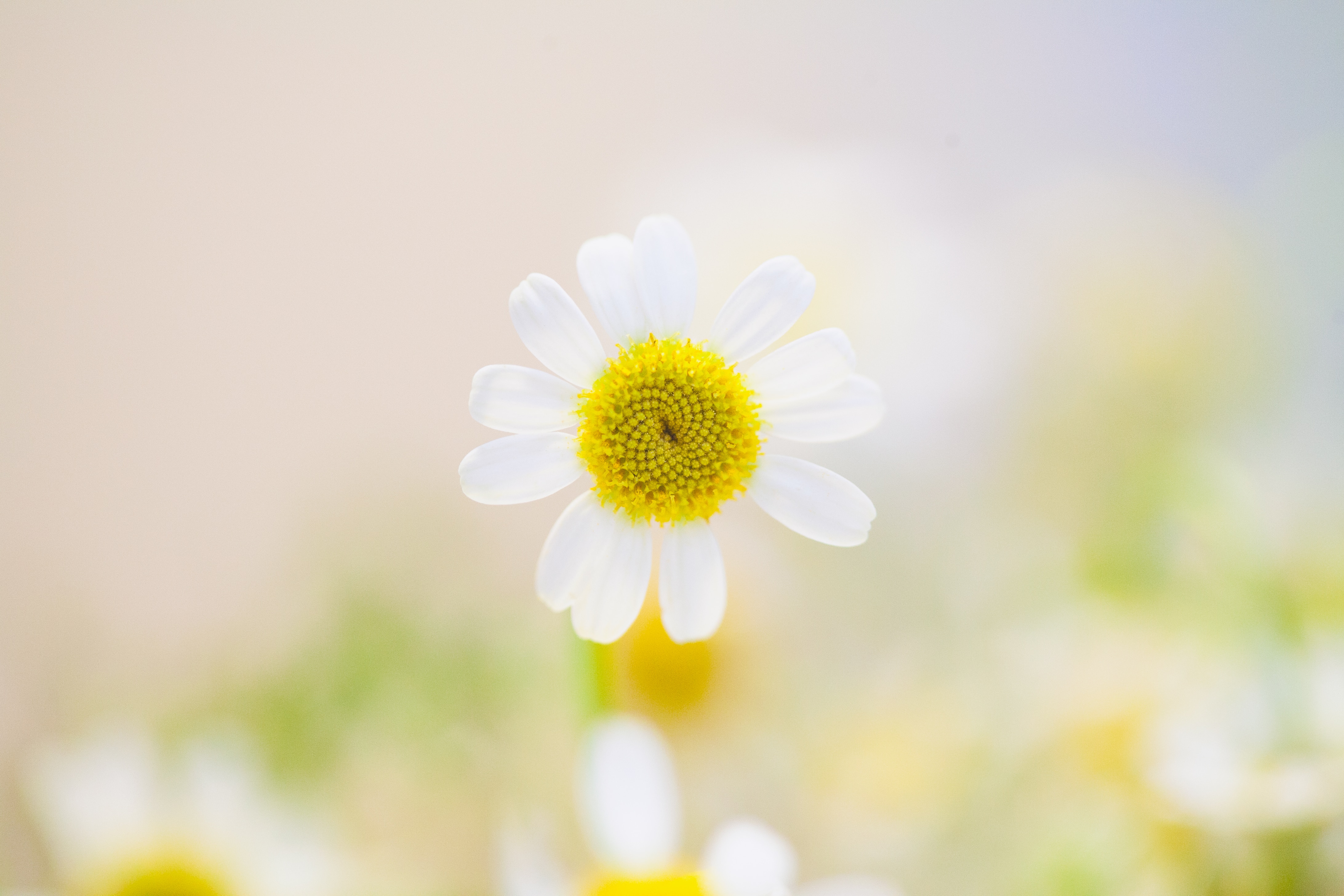 white daisy flower on focus photography