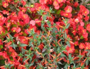 top-view shot of red Euphorbias thumbnail