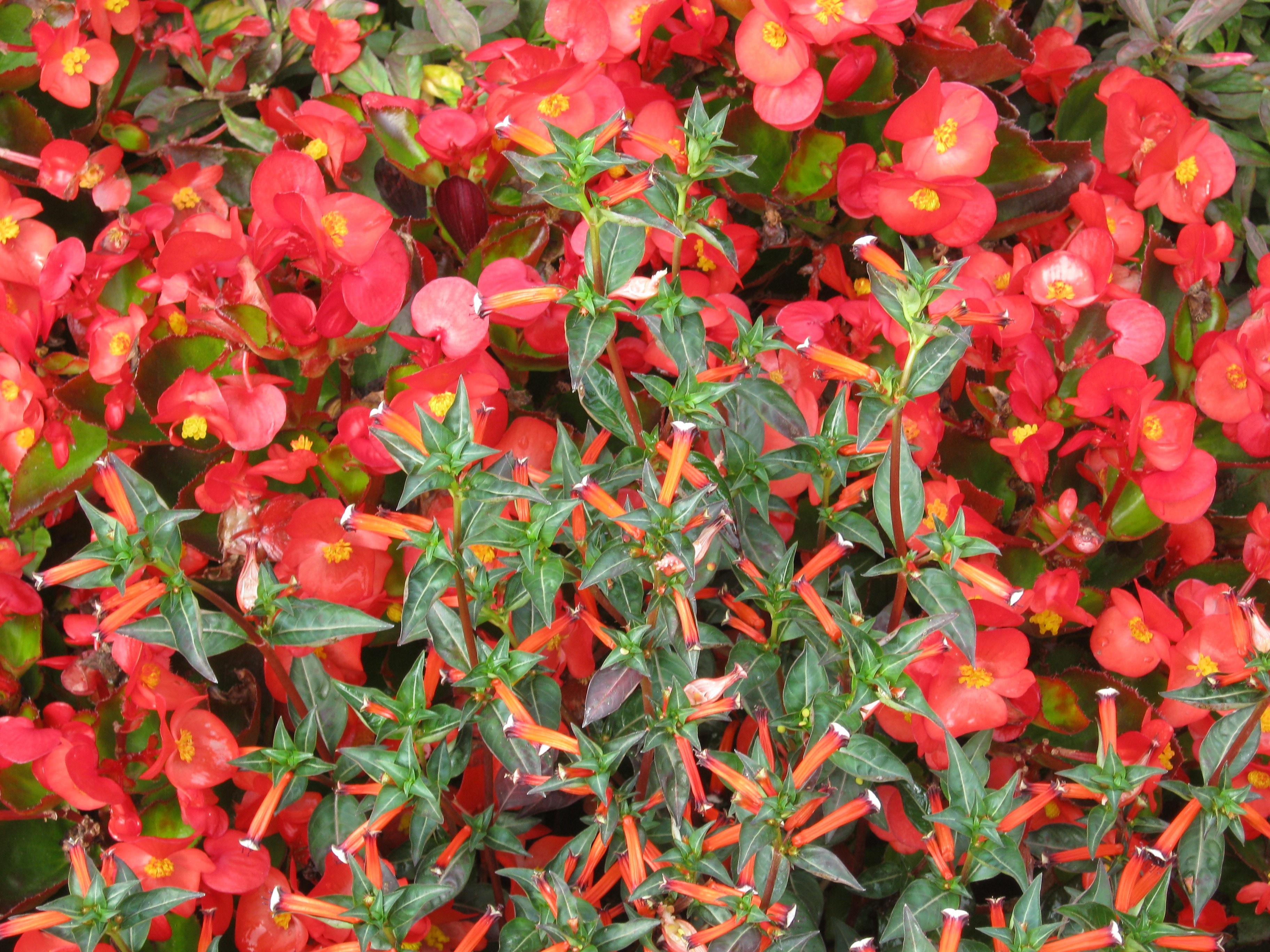 top-view shot of red Euphorbias