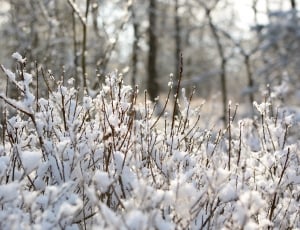 Tree, Branches, Winter, Snow, Frost, cold temperature, winter thumbnail