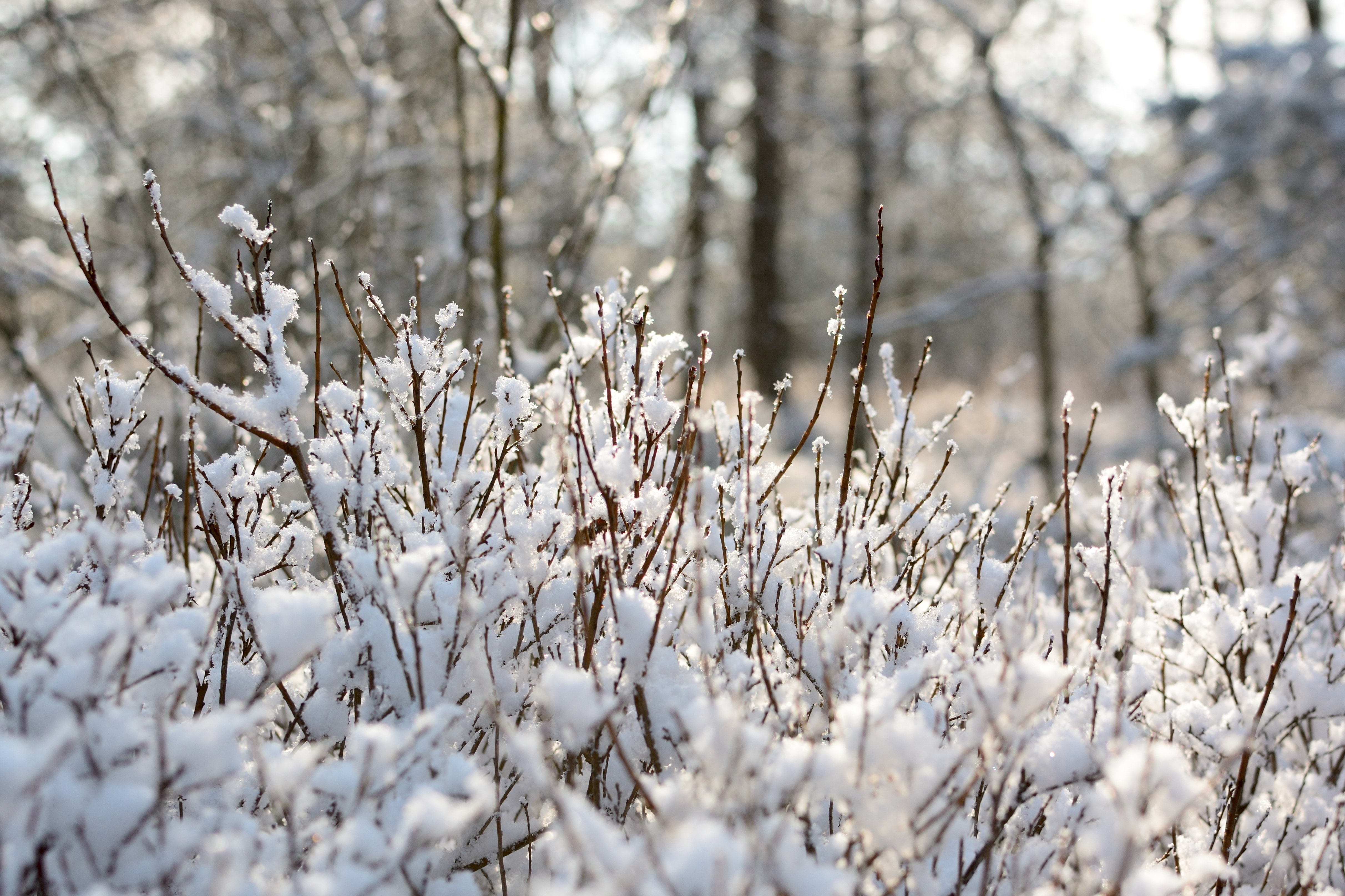 Tree, Branches, Winter, Snow, Frost, cold temperature, winter