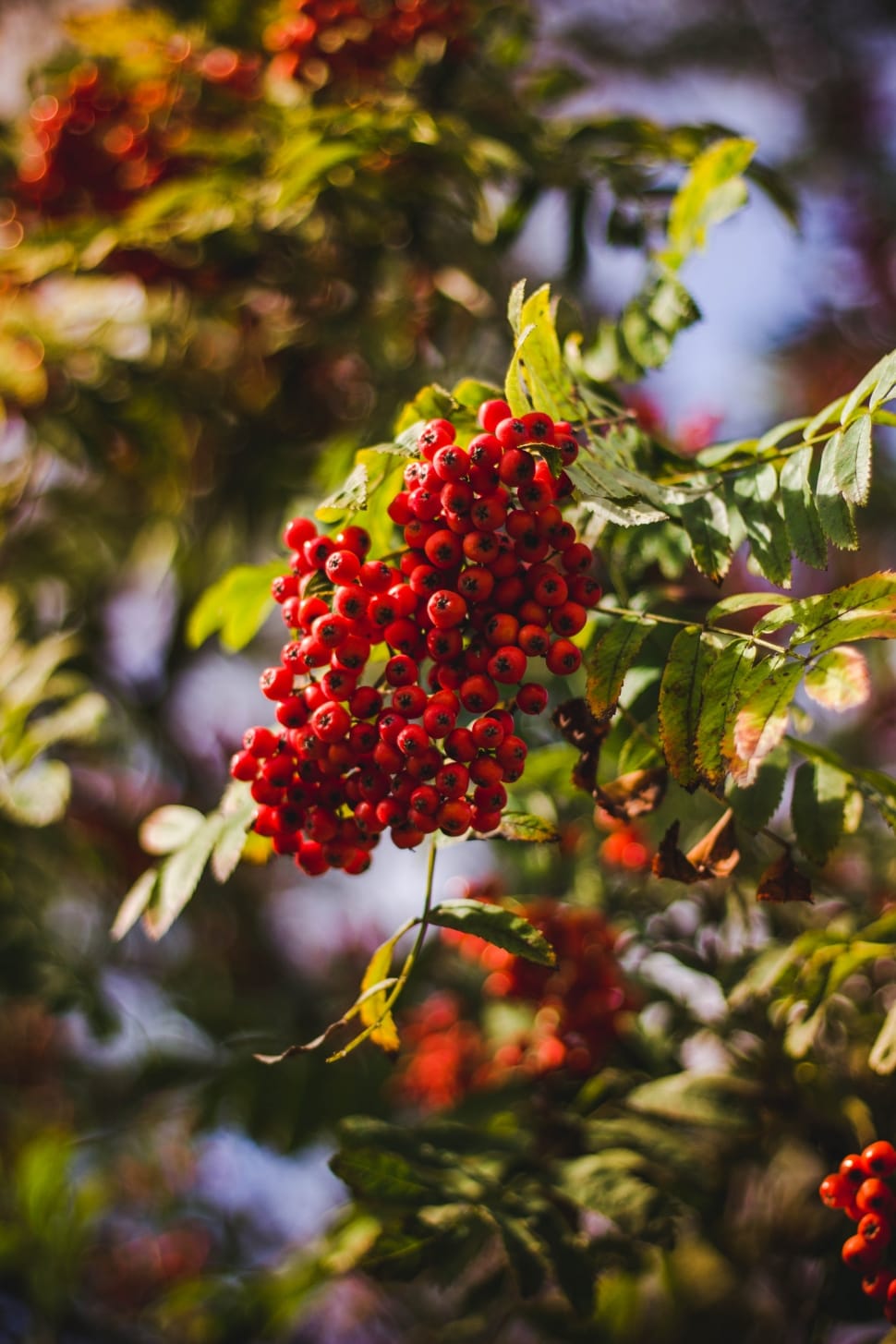 selective focus of red seeds preview