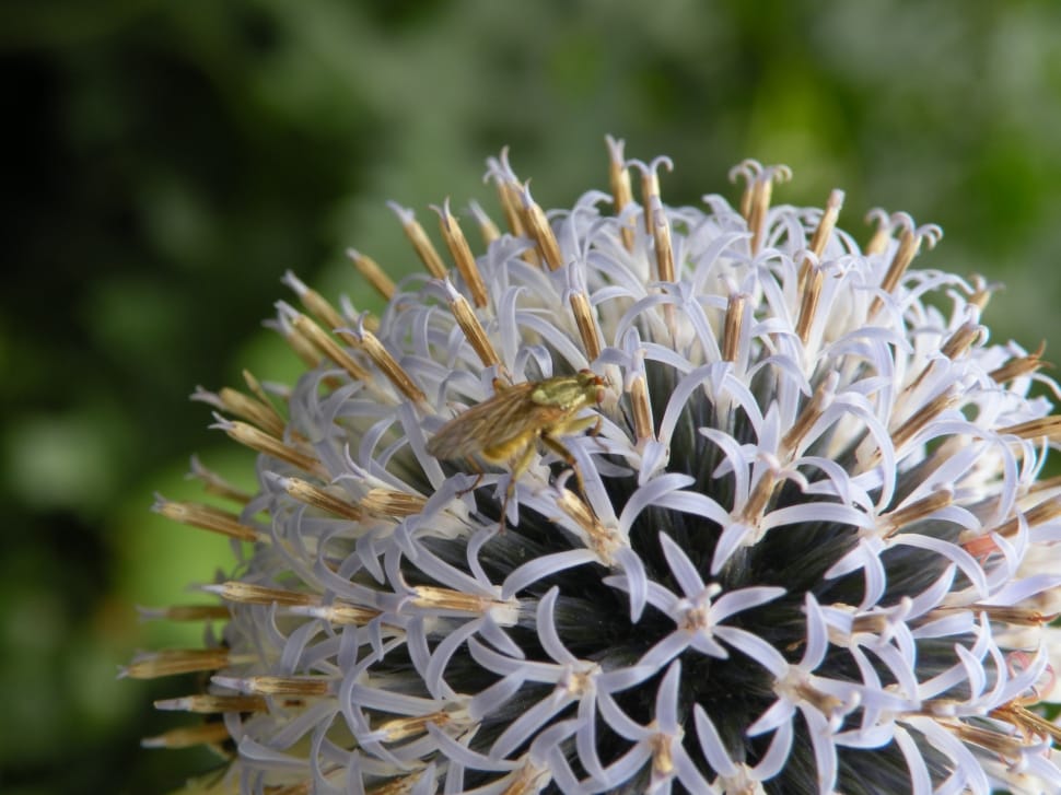 green housefly on top of white petaled flower preview
