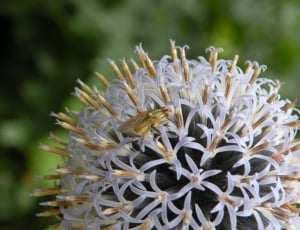 green housefly on top of white petaled flower thumbnail