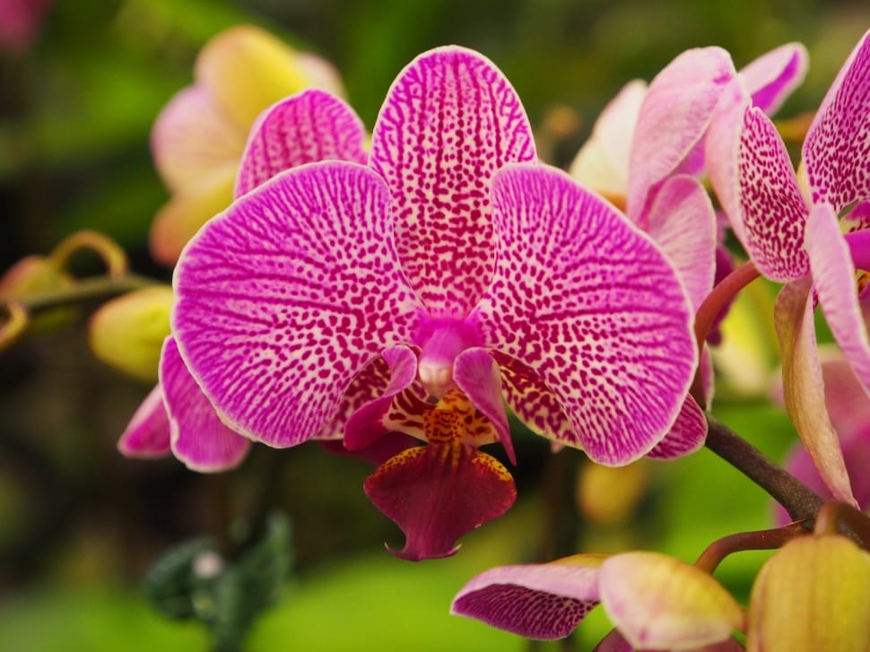 Butterfly The Falkland Islands, Orchid, flower, pink color preview
