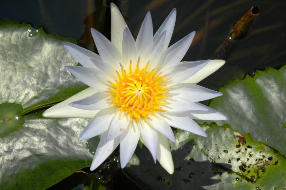 White, Blossom, Bloom, Water Lily, flower, freshness preview