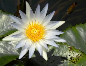 White, Blossom, Bloom, Water Lily, flower, freshness thumbnail