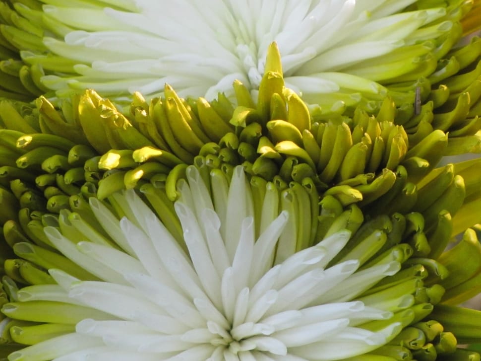 white and green petaled flower preview