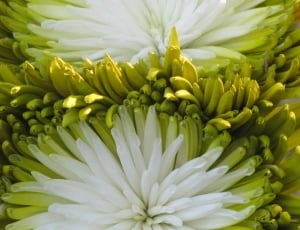 white and green petaled flower thumbnail