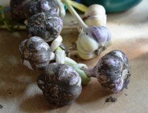 garlic thumbnail