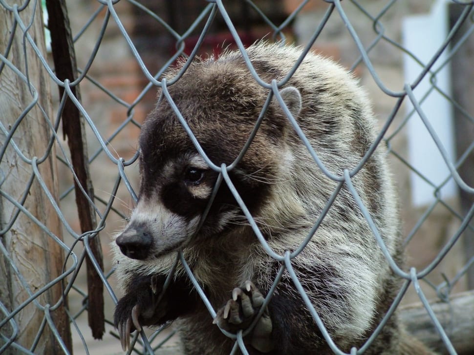 gray racoon on chain link fence preview