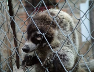 gray racoon on chain link fence thumbnail